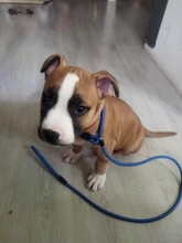 Correa para adiestramiento de perros, correa de nailon para mascotas, Collar de tracción ajustable, S/M/L