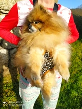 Gato bolsa frente mochila portador de chihuahua de perro de peluche mochila perros pequeños de mascotas productos para mascotas perros chien