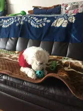 2020 nueva llegada None Cn (Origen) de caucho pelotas juguetes para perros