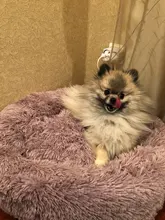 Cushion-Mat Beds Kennel Puppy-Supplies Sofa Cat-House Fluffy Warm DEKO Round Comfortable