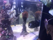 Coral-Cylinder Pump RW-4 RW-15 RW-8 Marine Aquarium SW15 SW8 Wave-Make SW4 Jebao/jecod