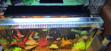 Led-Lighting-Lamp Dimmer Timer Fish-Tank-Light Aquarium Planted NICREW for 32-74cm 110V-240V