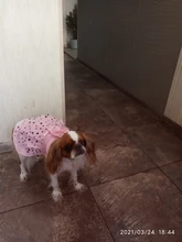Cat Dress Shirt Summer Pet-Puppy Spring Small Dog Stars-Design Bow 2-Colours Apparel