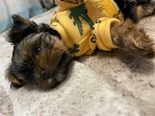 Traje para perros con estampado de animales, abrigo suave de algodón para mascotas, Jersey, camisa, chaqueta, suéter, ropa para mascotas