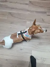 Nylon Dog Cat Harness Printed French Bulldog Harness Puppy Small Dogs Harnesses Vest