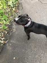 Dog-Collar Pitbull-Leash Dogs Reflective Puppy Big Small Adjustable with Buckle for Medium