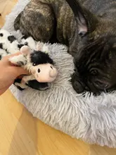 Juguetes de peluche divertidos para mascotas, zorro, León, conejo suave, pequeño, mediano, masticable para perros, accesorios para mascotas