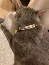 Collar de seguridad ajustable para gatos con cierre a presión, Material de algodón con campana, no mantiene el cuello, productos para cachorros de Mascota, Collar