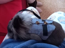 Arnés pequeño de conejo para mascota, chaleco transpirable ajustable con correa para el pecho, para exteriores, con cuerda de tirar, S/M/L, novedad de 2020