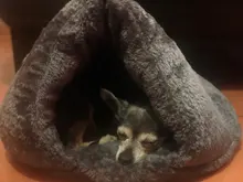 Pet bed for Cats Dogs Soft Nest Kennel Bed Cave House Sleeping Bag Mat Pad Tent Pets