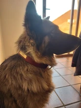 Collar personalizado de piel auténtica para identificación de perro, Collar pequeño mediano para perros gato, nombre de mascota personalizado y número de teléfono grabado gratis