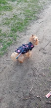 Ropa de invierno para mascotas, atuendo con chaleco cálido para perros pequeños, abrigo para perro, Chihuahua acolchado, a prueba de viento, 20