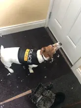 Traje de policía para Cosplay de perros y gatos, chaleco elástico negro, camiseta de cachorro, accesorios, ropa, disfraces