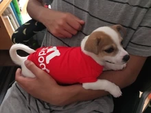 Ropa de perro de verano gran perro chaleco perro ropa camiseta sudadera chaleco para gatos mascota Camiseta de algodón ropa para perros mascotas ropa