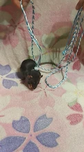 1,4 m 2m ajustable correa de hámster arnés cuerda jerbo de algodón cuerda arnés Collar de guiar por rata ratón mascota hámster correa de jaula