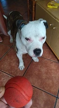 HOOPET Perro Pelota de Goma Juguete Mordedura-resistente Perros Pitbull Cachorro de Peluche Alimentos Para Mascotas