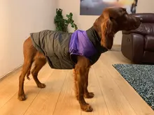 Dog-Jacket Puppy Dogs French Bulldog Waterproof Vest Hoodies Pet-Dog Small Winter Large