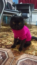 SWA Cat Sweater Cat-Clothing for And Small Dogs 12-Choices of Colors 6-Sizes 6-Sizes