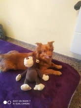 Juguetes bonitos con relleno para niños, animales de la selva de 25cm y 35cm, para dormir, Mate, elefante, perro, Tigre, zorro, León, jirafa, mapache, Mono