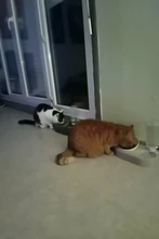 Food-Bowl Raised-Stand Pet-Cat-Bowl Water-Fountain Automatic-Feeder Drinking For Cats