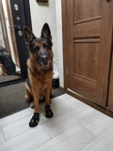 Shoes Reflector Dog-Boots Dogs-Paws Truelove Small Outdoor Large Footwear Pet-Dog Pu