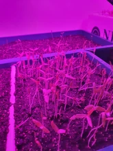 Phyto-Lamp Grow-Light Flower Seedlings Goodland USB Full-Spectrum For Plants LED 