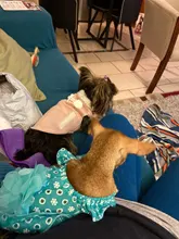 Ropa de invierno para perros, chaquetas de ante, chaleco polar cálido, pequeño abrigo de perro, motocicleta, abrigo, ropa, abrigos para mascotas