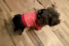 Coat Dogs-Clothing Dot-Pattern Winter Hooded Pet-Dogs New Xl To High-Quality