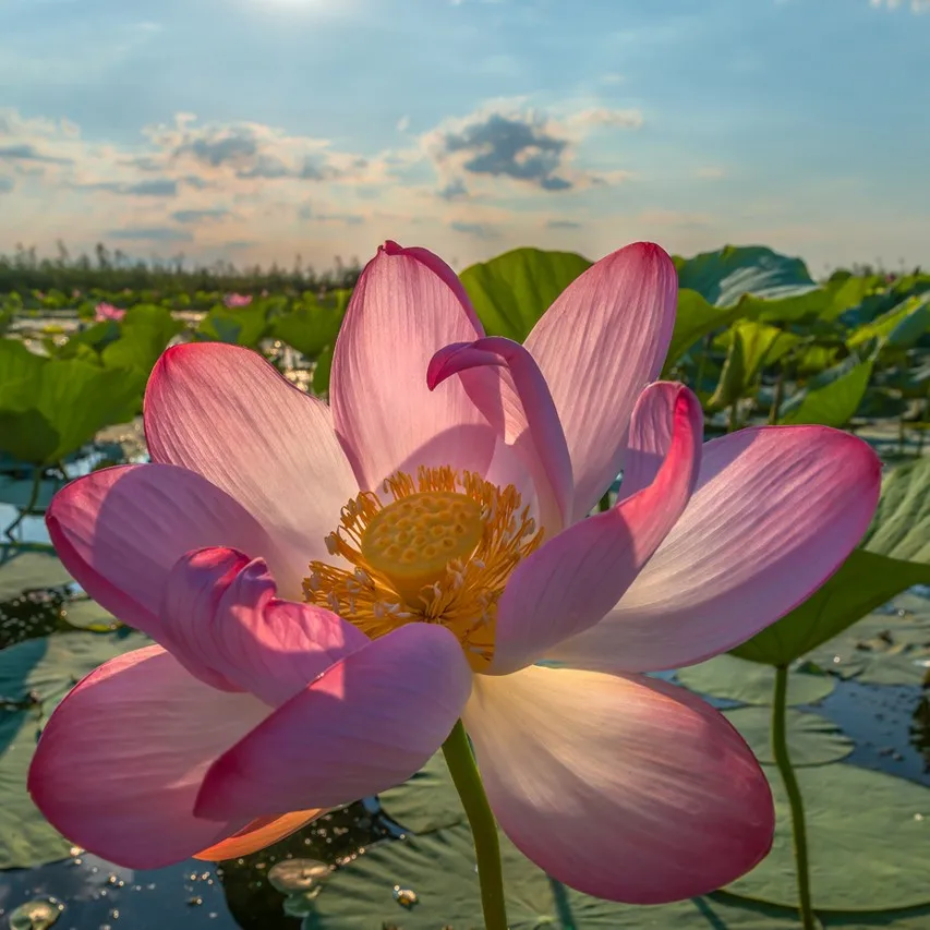 Lotus walnut seeds 5 PCs