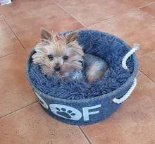 Cama redonda para gatos, nido de gato durmiendo cálido, felpa larga suave para canasta para perros, productos para mascotas, cojín, alfombrilla cama para mascotas, casa para gatos, animales, sofá