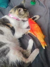 Cheap Pet Products Fish Toy Cat Scratch Board Scratching Post Catnip toys for Cat Pet