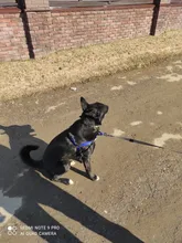 Arnés de nailon sin tirones para perro, arneses de perro mascota ajustables, chaleco para perros medianos y grandes, Pitbull Bulldog, Pastor Alemán, S-XL, negro