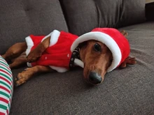 Christmas Dog Clothes Small Dogs Santa Costume for Pug Chihuahua Yorkshire Pet Cat Clothing