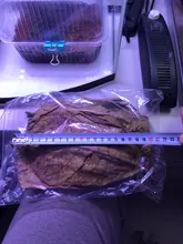 10 Uds Natural de alta calidad Terminalia Catappa hojas indio de Lour árbol hoja de oliva para agua de acuario equilibrio PH acidez