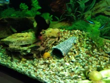 Aquarium-Decoration SHELTER-HOUSE Fish-Tank-Decor Simulation-Stone Fish-Shrimps Ceramic