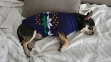 Pullover Pet-Clothing Puppy-Jacket Cat-Dog-Sweater Yorkies Christmas Small Dogs Chihuahua