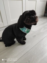 Breathable French Bulldog Harness Printed Reflective Dogs Harness Puppy Small Medium