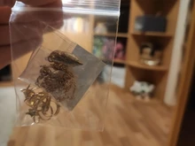 7 Uds. De pendientes de Clip para la oreja, sin perforación, con hojas de estrella dorada, para mujeres, accesorios de joyería para el cartílago falso Simple