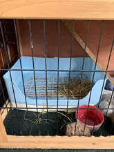 Litter-Box Potty Trainer Guinea-Pigs Rabbit Chinchill with Drawer-Corner for Adult Pet-Pan