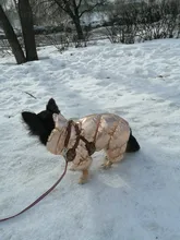 Ropa de abrigo para Perros Bulldog Francés, Ropa de cachorro, Chihuahua, yorkie, abrigo de perrito mascota, chaqueta, perros, mascotas