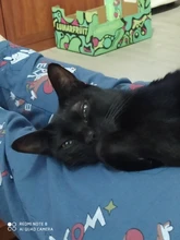 Ronda colchoneta para perro suave y esponjoso gatos dormir manta de cama cojín del animal doméstico gato colchón pequeño mediano perros de Mascota de peluche Mat productos para mascotas