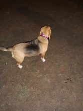 Collar de seguridad con Gato LED para mascotas, Collar luminoso con brillo para perro pequeño