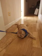 Arnés y correa reflectantes para gato, ropa transpirable a prueba de Escape para mascotas, chaleco ajustable de fácil Control