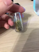 Collar creativo de Cactus en miniatura, suculento, usable, planta en vivo, Pandant al azar, 1 ud.