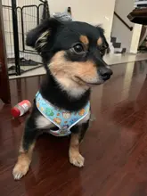 Arnés para perro o gato reflectante personalizado, chaleco para mascota, conjunto de correa ajustable para caminar para cachorro, perros medianos y pequeños, suministros para mascotas Chihuahua