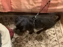 Paw Print Small Dog Harness and Leash Soft Nylon Pet Walking Harness Vest For Chihuahua