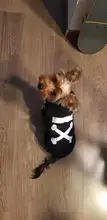 Sudadera con capucha para Perro, Ropa de invierno para mascotas, abrigo, Chaqueta de algodón, Ropa para Bulldog Francés