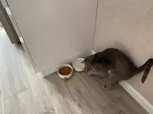 Pet-Bowl Dog-Accessories Feeding-Supplies Puppy Water-Feeder Cat Ceramic Dog-Food Durable