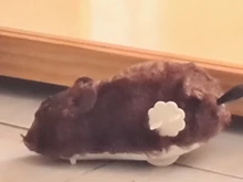 Reloj divertido y creativo para mascotas, juguete de Primavera de felpa, ratón, Gato de juguete, perro, accesorios para mascotas con movimiento mecánico