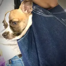 Sling Hand-Carrier-Bag Denim-Material Pet-Dog Blue Retail